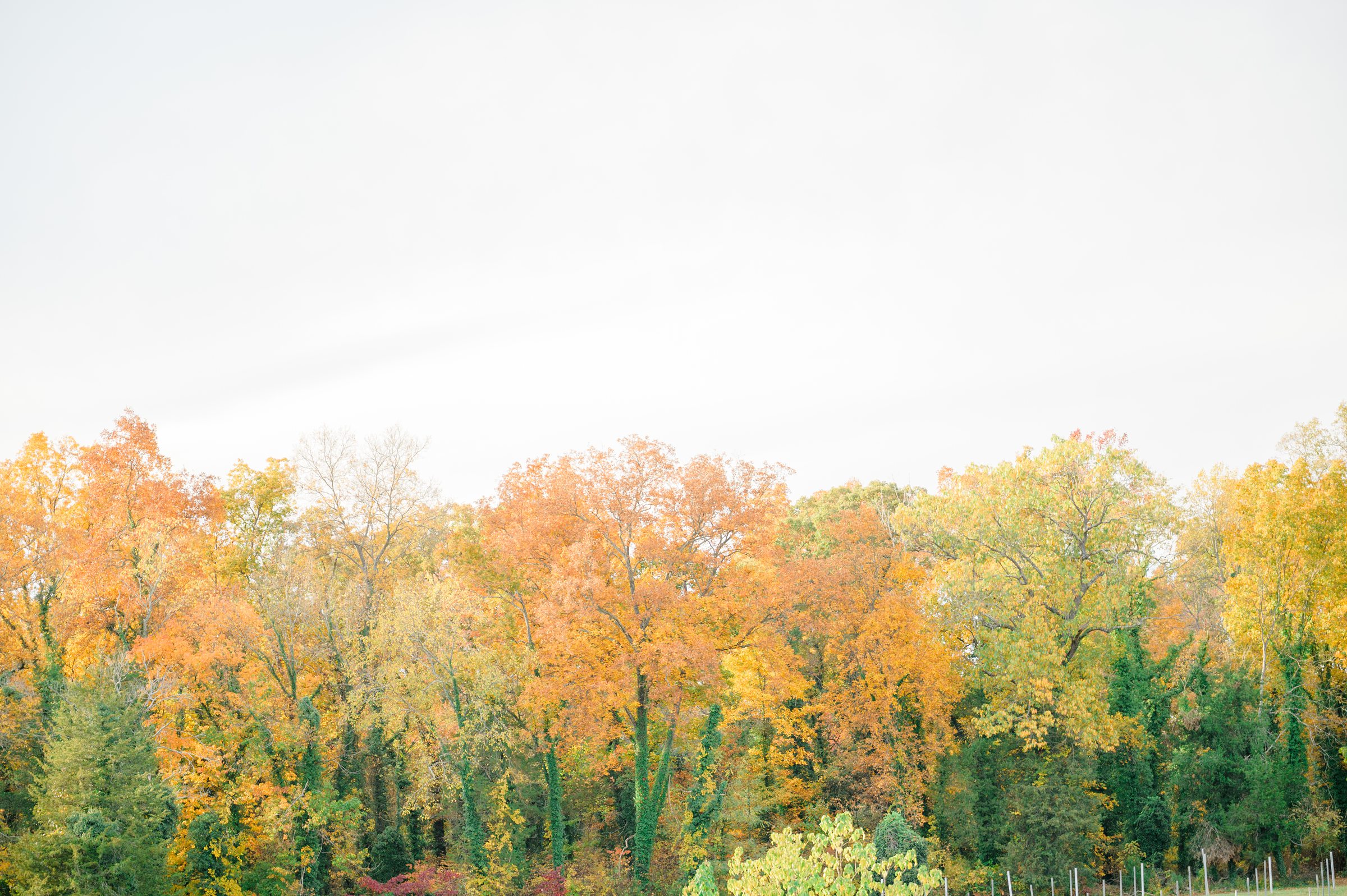 Wedding Ceremony at Poplar Springs Manor in Warrenton, Virginia photographed by Baltimore Wedding Photographer Cait Kramer