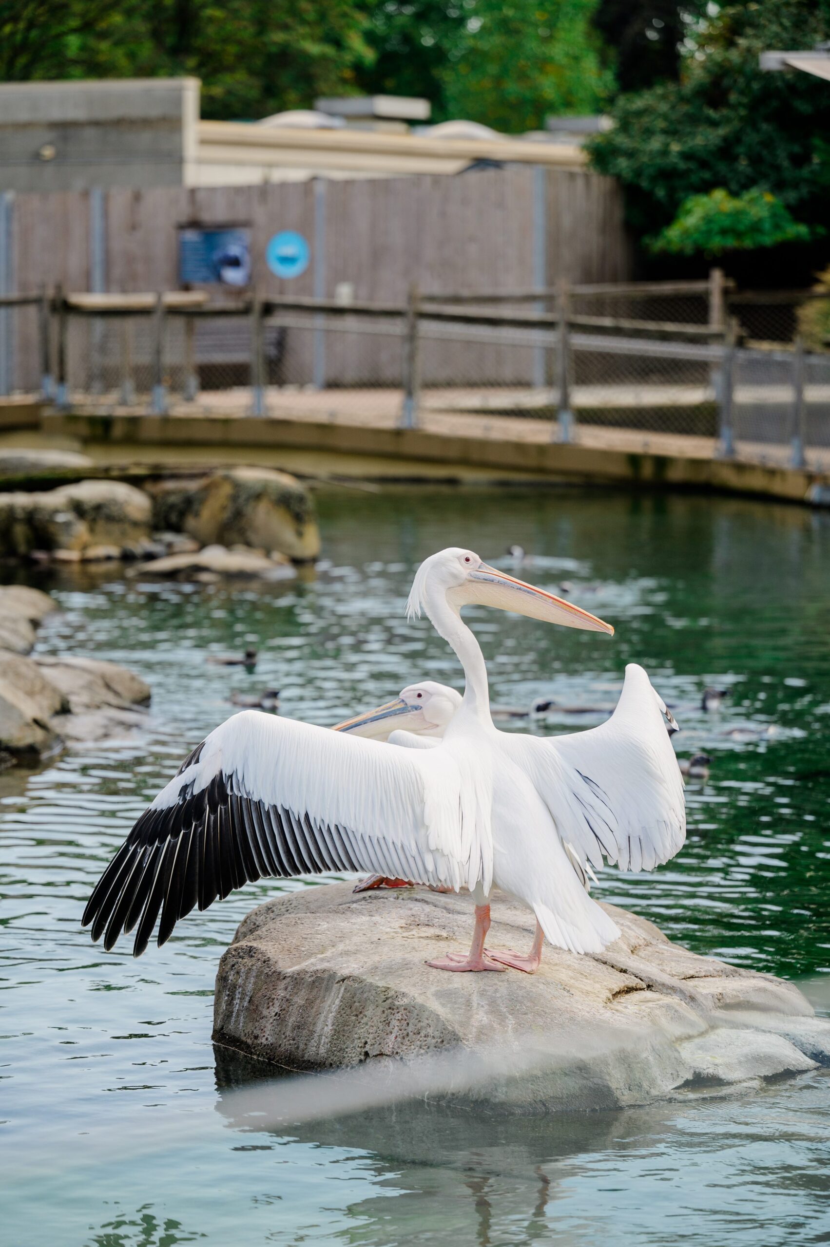 Wedding Ceremony at the Maryland Zoo in Baltimore, MD photographed by Baltimore Wedding Photographer Cait Kramer