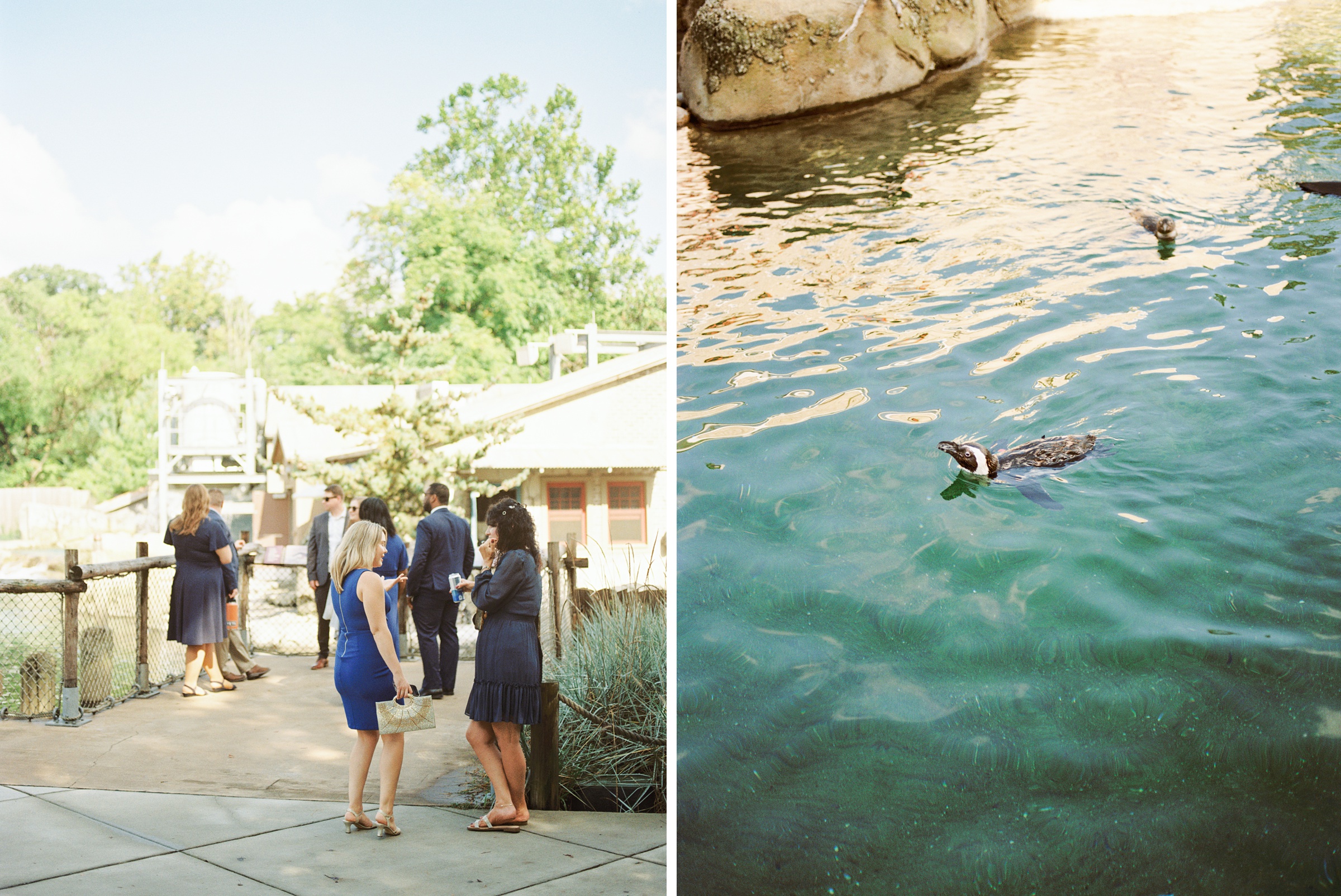 Fall Wedding Day at the Maryland Zoo in Baltimore, MD photographed by Baltimore Wedding Photographer Cait Kramer