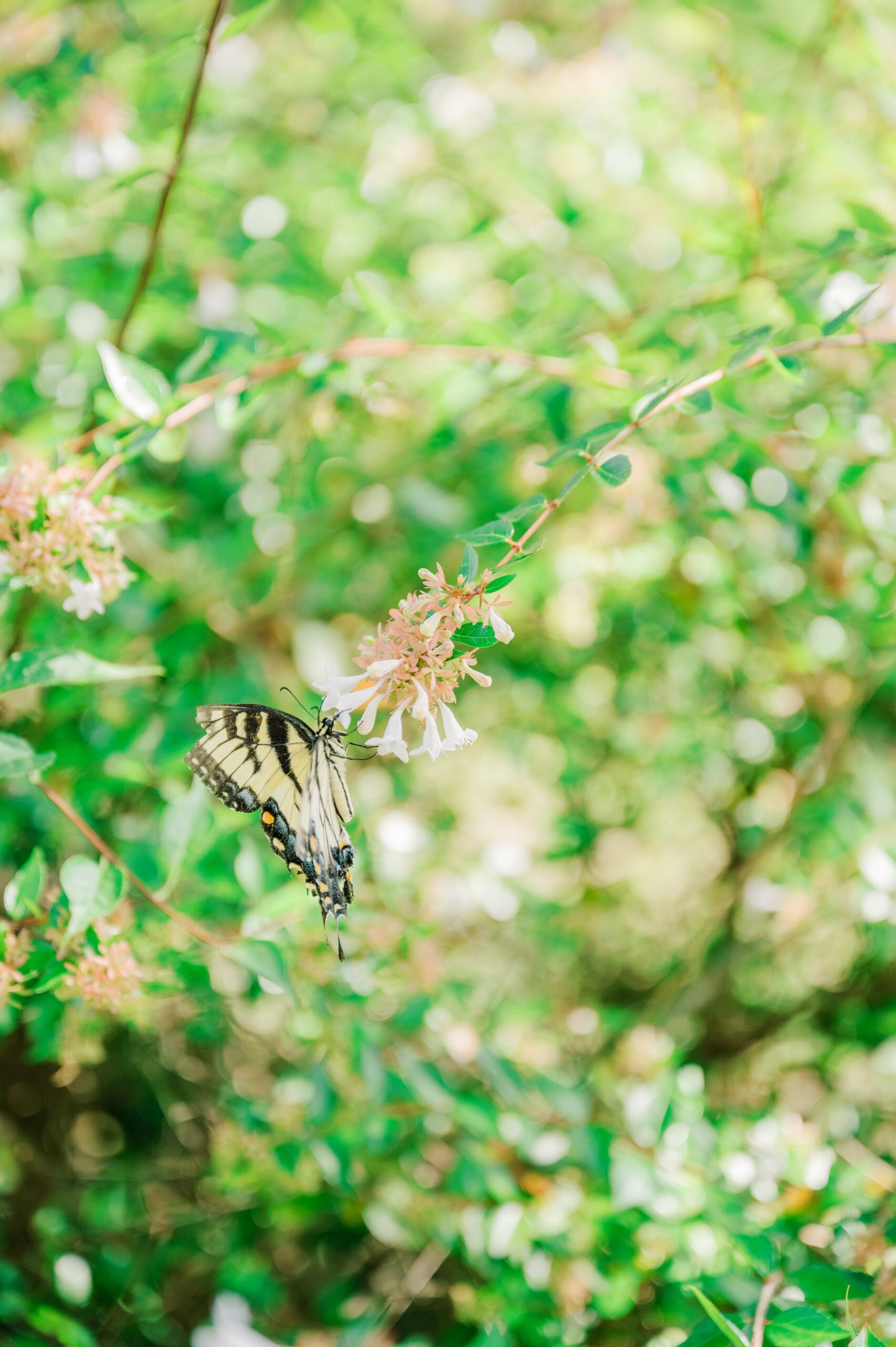 Quiet Waters Park Elopement in Annapolis, Maryland photographed by Baltimore Wedding Photographer Cait Kramer.